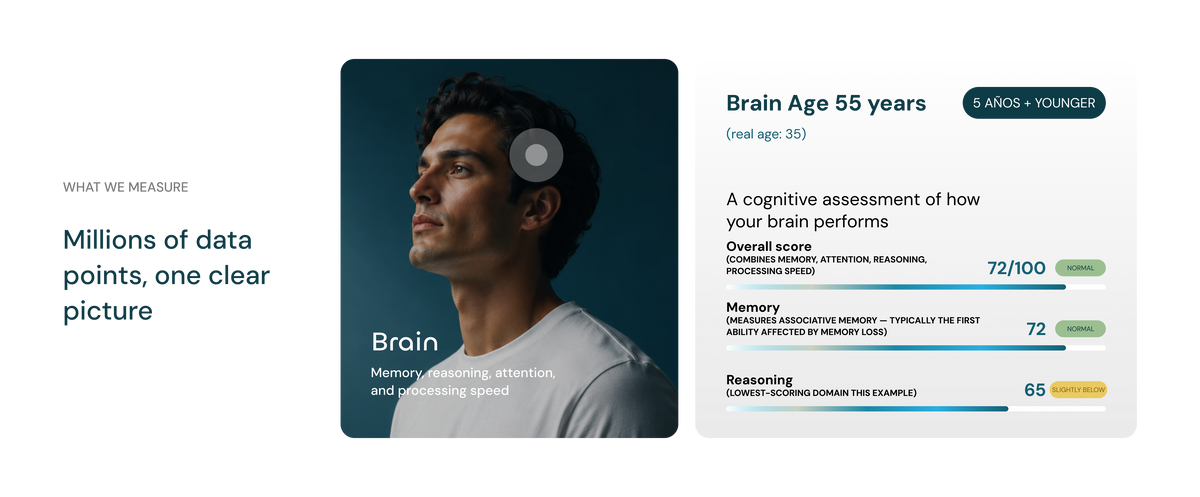 Brain